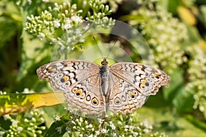 Grey Pansy butterfly Junonia atlites photo