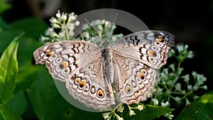 Grey Pansy butterfly Junonia atlites photo