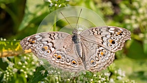 Grey Pansy butterfly Junonia atlites photo