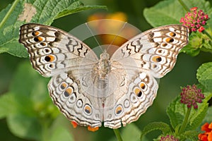 Grey Pansy butterfly Junonia atlites photo