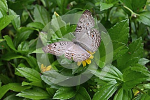 A Grey Pansy butterfly (Junonia Atlites) spreading its wings