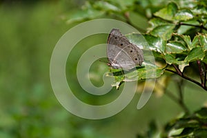 Grey pansy butterfly at rest on a leaf photo