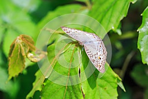 Grey pansy Junonia atlites butterfly