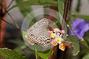 Grey Pansy Junonia atlites butterfly