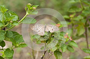 Grey Pansy Junonia atlites on plant