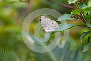 Grey Pansy resting on a leaf photo