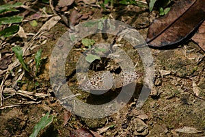 Grey Pansy - Sandakan