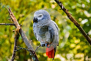 Grey parrot