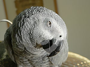 Grey Parrot