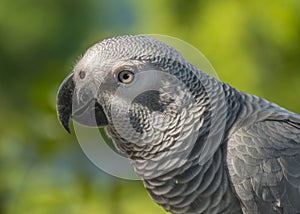 Grey Parrot or African grey parrot