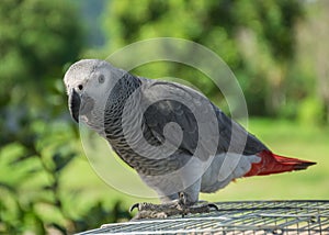 Grey Parrot or African grey parrot