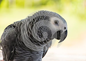 Grey Parrot or African grey parrot