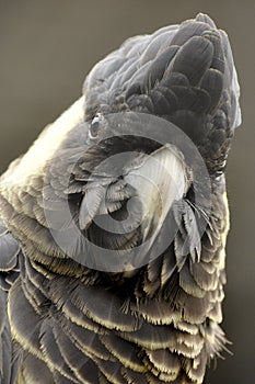 Grey parrot head