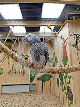 Grey parrot Jacko