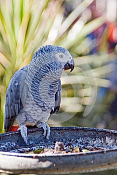 Grey parrot in Mexican zoological garden Reino Animal photo