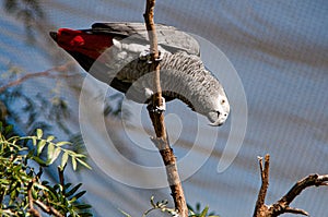 Grey parrot in Mexican zoological garden Reino Animal photo