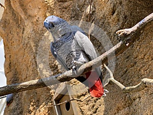 Grey parrot Psittacus erithacus, Congo African grey parrot, Le Gris du Gabon, Perroquet jaco, il pappagallo cenerino