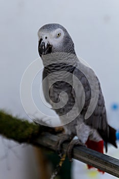 Grey parrot - psittacus erithacus - image - photo