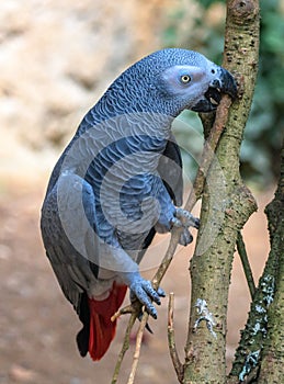 Grey parrot wildlife colored bird