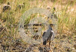 Grey Partridge bird in Velavadar National Park, Gujarat
