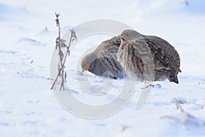 Grey partridge duo in winter