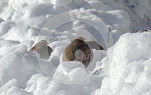 Grey partridge everyday life in winter. The eternal search for food. Hard time with lots of snow.