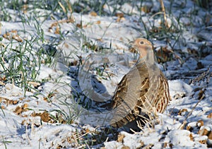 Grey partridge