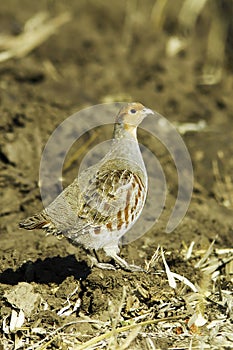 Grey partridge in natural habitat / Perdix perdix