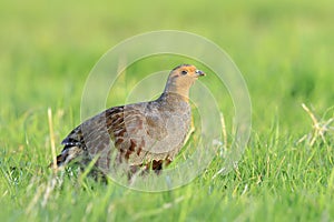 Grey partridge Perdix perdix, foraging