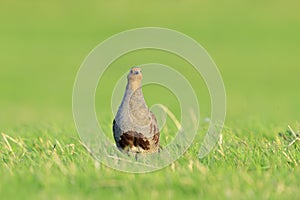 Grey partridge Perdix perdix, foraging