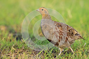 Grey partridge Perdix perdix, foraging