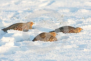 The Grey Partridge (Perdix perdix)