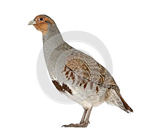 Grey Partridge, Perdix perdix
