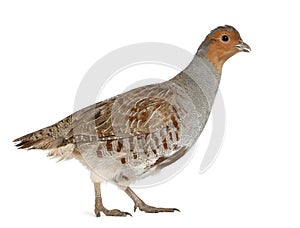Grey Partridge, Perdix perdix, also known as the English Partridge, Hungarian Partridge, or Hun