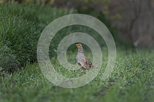 Grey partridge, perdix perdix, english partridge, hungarian partridge,  hun