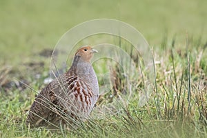 Grey partridge Perdix perdix sphagnetorum