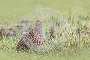 Grey partridge Perdix perdix sphagnetorum