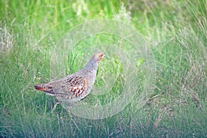 Grey partridge or Perdix in steppe