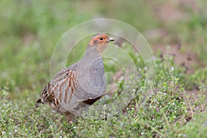 Grey partridge