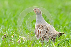 Grey Partridge & x28;Perdix perdix& x29;
