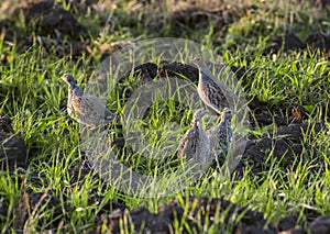 Grey Partridges