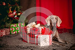 Grey Party dog Weimaraner in christmas decorations