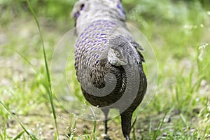 The grey peacock-pheasant (Polyplectron bicalcaratum), also know