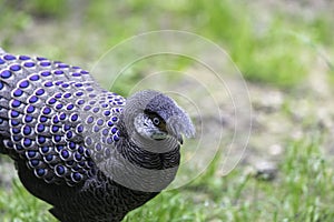 The grey peacock-pheasant (Polyplectron bicalcaratum), also know