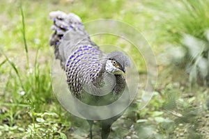 The grey peacock-pheasant (Polyplectron bicalcaratum), also know