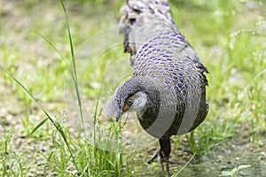 The grey peacock-pheasant (Polyplectron bicalcaratum), also know