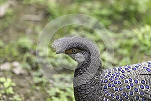 The grey peacock-pheasant (Polyplectron bicalcaratum), also know