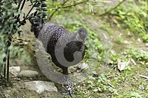 The grey peacock-pheasant (Polyplectron bicalcaratum), also know