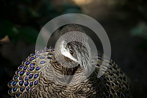 Grey Peacock-Pheasant, Polyplectron bicalcaratum photo