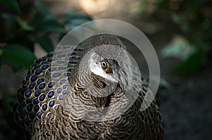 Grey Peacock-Pheasant, Polyplectron bicalcaratum photo